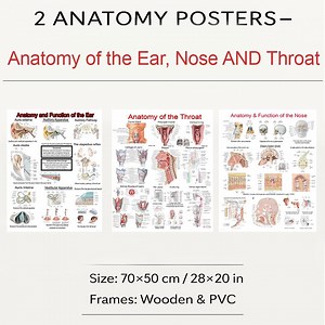 3 Anatomy Posters – Ear, Throat & Nose Anatomy | ENT Medical Wall Charts, Human Anatomy Poster Set for Clinic or Study - Etsy UK