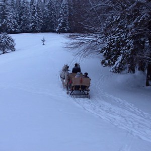 Describe the perfect Christmas tree | Netflix