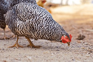 Dominate Your Backyard with Dominique Chickens & Eggs Guide