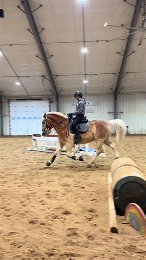 Big Trot Techniques for Haflingers in Eventing and Dressage