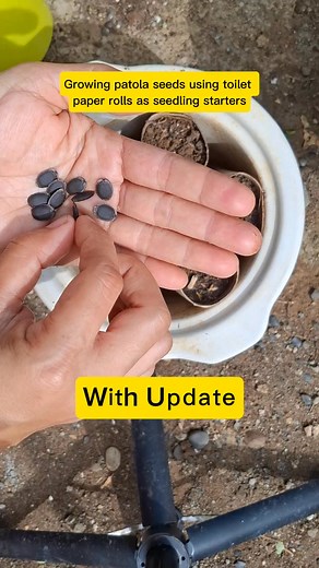 Growing patola seeds using toilet paper rolls as seedling starters. With update! #gardening #gardeninghacks #backyardgardening #fypシ゚viralシ #highlightsシ゚ | Maya Bee