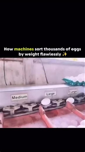 Mew4t on Instagram: "The post features a 14-second video showing an automated egg-sorting conveyor in action, where eggs roll into spring-loaded trays that weigh each one precisely before solenoid pushers flick them into small, medium, large, or extra-large bins. The whole process looks oddly satisfying as thousands of eggs glide through without cracking. This system follows official grading rules like those from the USDA, where egg sizes are defined by total weight per dozen (for example, large