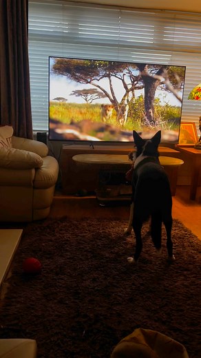 Barney knows the cubs are going to fight #thelionking #reaction #React | Stephen Kelleher