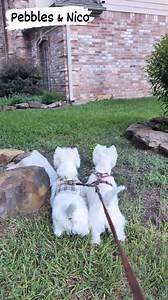 Friends, we were strolling along 🐾🐾, when out of nowhere, Nico spotted a yellow cat in the distance! 👀 😼...WOW! Mommy swiftly whipped out her phone to capture the moment... and we totally lost our minds, desperate to chase that cat! We almost dragged her along! 😂😂😂😂 | PEBBLES_The Westie