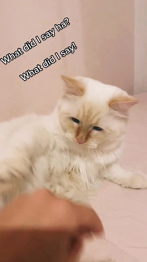 #cats #catsoftiktok #kitten #kittenlove #cute ##funny #catlover #fyp