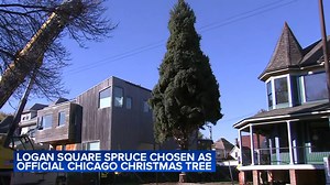 Logan Square spruce chosen as official Chicago Christmas tree to light up Millennium Park
