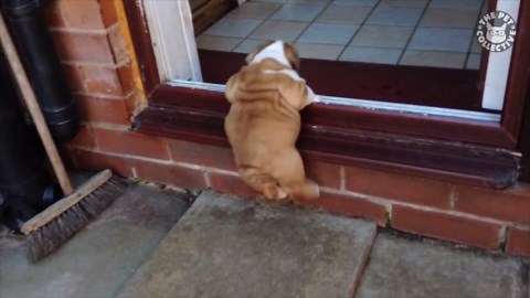 13 Funny Pets Video Compilation Vol. 7