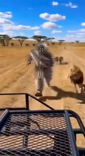 Will a Spike Suit STOP a Lion? 🚫🦁#shorts