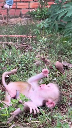 Baby Monkey Donald Seeks Help From Donut