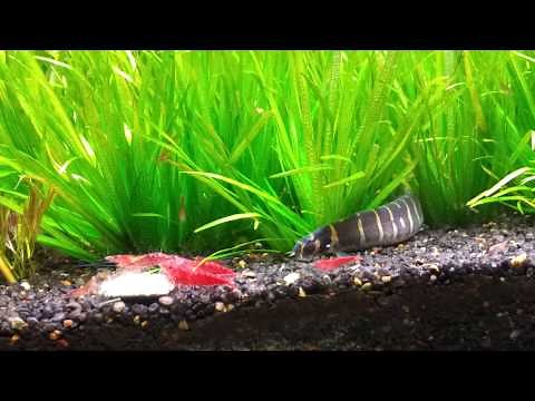 Kuhli Loach stalking Cherry Shrimp