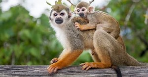 Full Day Monkeyland Tour - Juan Dolio | Runners Adventures
