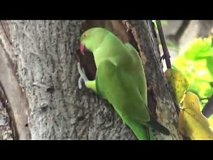 Indian Ringneck parrot digging nest in tree for breeding