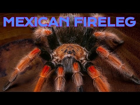 Brachypelma boehmei | Mexican Fireleg Tarantula Care Guide | Enclosure Set Up
