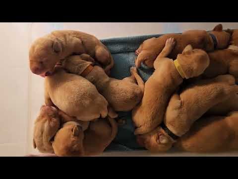 11 Puppies. 9 days old. Floyd & Tru Litter. #puppy #labrador #retriever #animals #fieldtrials #hunt