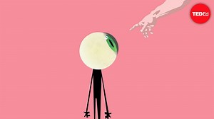 The evolution of the human eye