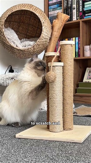 🌧️ Rain stopping playtime? Try these 4 ways to keep your cat happy indoors.