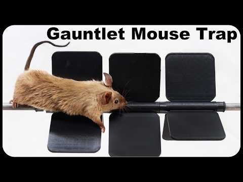 Can Mice Beat The Spinning Gauntlet Mouse Trap? Amazing New Design. Mousetrap Monday