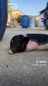 Funny Pig Snoring Compilation 🐷😂🐽