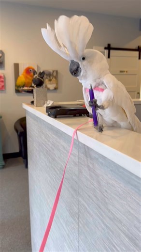 I got a beak and nail trim this week, and the vet clinic got a show. #cockatoo #nailtrim #twirling | Chris the Cockatoo