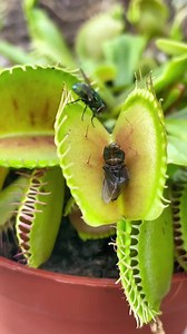 And another one 🙌 Venus fly trap bug eating carnivorous plant🪰 #Facebookreelscontest #plantparent #PlantReels #houseplants #pileapeperomioides #stromanthetriostar plant #reelsplants #fyp #reels #reelsvideo #reelsviral #love #fyp #trend #trendingreels | Carnivorous Plants