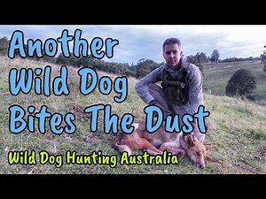 Predator Hunting Wild Dogs & Foxes in Australia | 204 Ruger | Pulsar Thermion XQ50 Thermal Scope