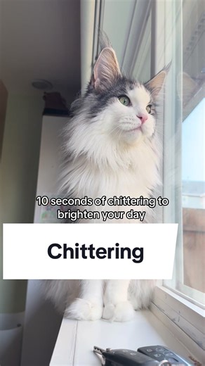 Does your cat chitter at birds? Chittering is the sound that cats make when they are watching a bird or something they want to pounce on. It may seem like it’s a feeling of frustration that they can’t actually go hunt the bird, but some people say that it’s also a hunting instinct for mimicking the sounds that they prey makes. #catsoftiktok #chittering #maincooncat #maincoonsoftiktok #maincoons