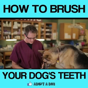 18K views · 290 reactions | Dog Dental Care | Dog Care Not sure how to start off for brushing your dog's teeth? This video will help you! Watch to learn how to start brushing your dog's teeth for great dental health! Doggo Doggos Dog Lovers Club #dental #care #for #dog #dogs #HowTo #start #brushing #teeth #dogowner Source: youtube/Ameritas | Adopt A Dog | Facebook