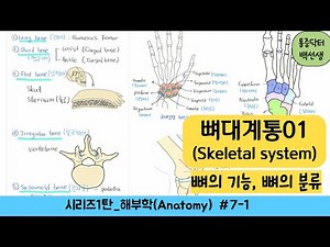 Skeletal system_Bone functions, bone classification (anatomy)