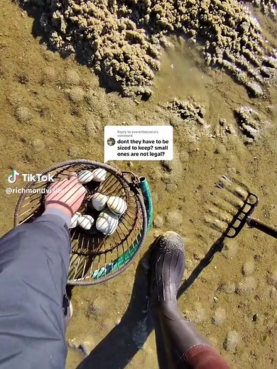 Understanding Legal Clam Sizes at Shell Beach