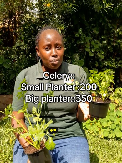 Growing Celery in Different Planter Sizes