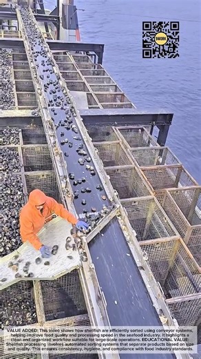 Shellfish Sorting Process | Modern Seafood Processing Technology #9work