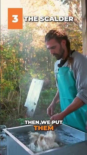 Chicken Processing Steps🐔