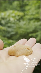14K views · 395 reactions | Handfeeding Piper, a brown-headed nuthatch #birdfeeding #birdwatching | Sophie's backyard wildlife | Facebook