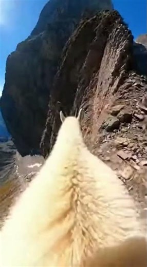 POV: Walking a Cliff as a Montain Goat | #goat #chill #asmr