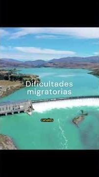 Angulas #angula #anguila #curiosidades #datoscurisos #sabiasque #animales #datospertubadores