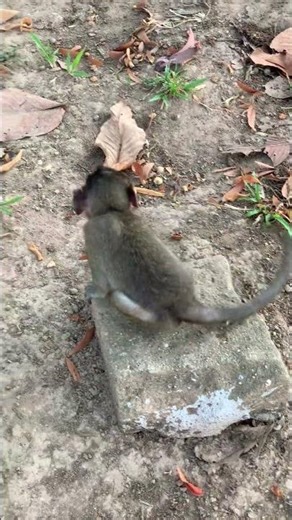 #monkey