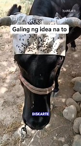 Ang galing ng idea na to. #Madiskarte #flypaper #kalabaw #agriculture | Madiskarte