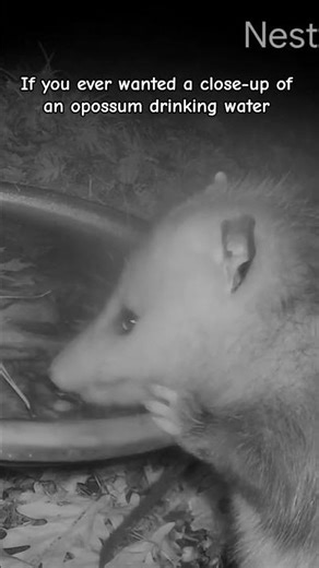 possum drinking water from the bird bath