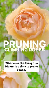 1.8K views · 74 reactions | Easy Way to Prune Climbing Roses in Spring  | Cranery Gardens | Facebook