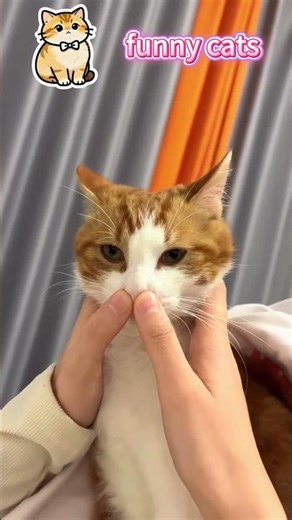 #FunnyCats #cats #fyp #viral