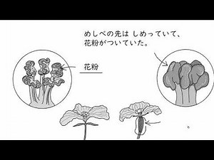 How Seeds Are Formed Part 1: Luffa