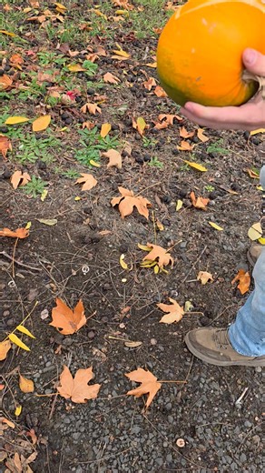 Blowing up a pumpkin with my new shark knife | Dean Hawkins