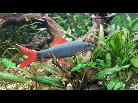 All About Rainbow Shark - Care, Feeding, Tank Mates