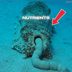 Most Disgusting Sea Creature 😨 #explore | The Fish Guys