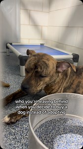 For dogs sitting in a loud, overwhelming shelter, finding a forever home can’t come soon enough. ❤️ This sweet pup found their happily ever after, but countless others are still waiting. Will you come to their rescue? Click our link in bio to search adoptable animals in your area today. #adoptapet #adoptdontshop #rescuedog #doglovers | Adopt a Pet