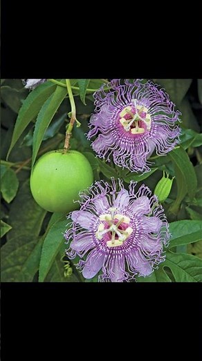 This edible plant is good for what? maypops! #passionfruit #homesteading #garden #medicinalplants