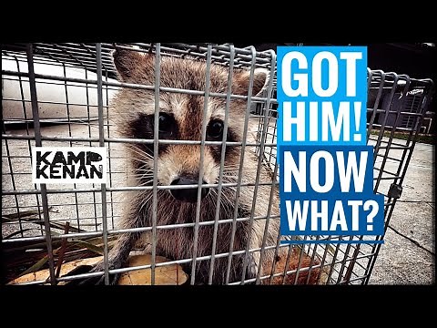 GOT HIM! Turtle Killer Apprehended!!