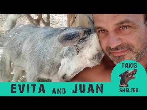 Baby goat found lost in the mountain - Evita & Juan's Story - Takis Shelter