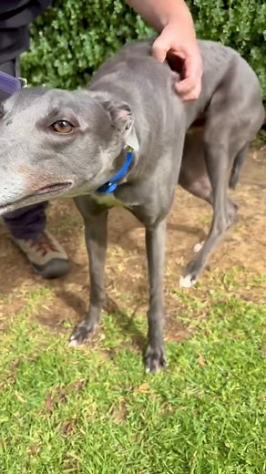 BACK SCRATCHER WANTED! Do you have at least five fingers? And can you use them for scratching? If so, Baldrick wants to be your foster dog over Christmas! Baldrick: 💚 is 3 years old 💚 adores being scratched 💚 is not 🐱 tolerant 💚 has the best happy face ever 💚 is seeking a SHORT TERM FOSTER HOME FOR CHRISTMAS! Want to know more? Click here! https://forms.gle/F88HCd2hfyCCobAd8 | Greyhound Adoption Program VIC