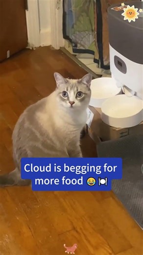 She decided I was her person before I even knew it😍😆#rescue #kitten #lovestory #cute #cds #fyp